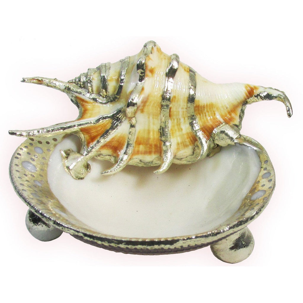 Venus Clam Shell Dish