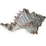 Conch Shell Jeweled Trinket Box Austrian Crystals