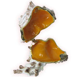 Conch Shell Jeweled Trinket Box Austrian Crystals