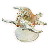 Spider Conch Shell Dish